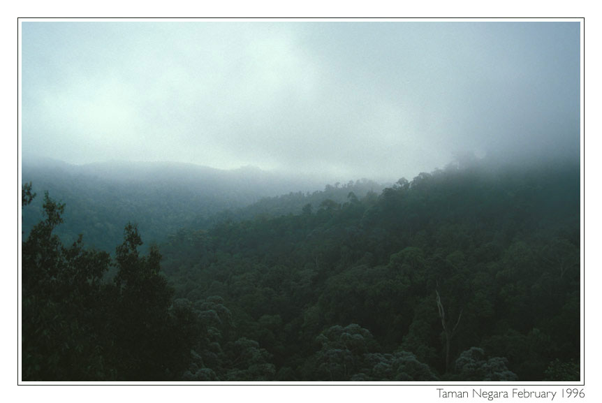 Jungle on Sumatra